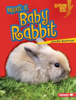Meet_a_baby_rabbit