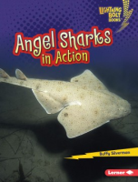 Angel_sharks_in_action