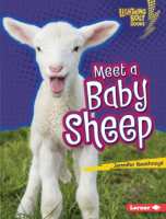 Meet_a_baby_sheep