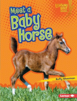 Meet_a_baby_horse